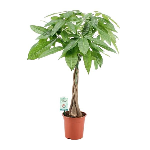 Pachira Aqautica - Ø19cm - ↕80cm - 123flora.nl