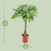 Pachira Aqautica - Ø19cm - ↕80cm - 123flora.nl