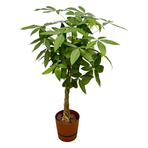 Pachira Aquatica inclusief elho Greenville Round bruin - 160cm - Ø30 - 123flora.nl