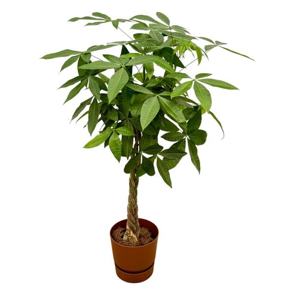 Pachira Aquatica inclusief elho Greenville Round bruin - 160cm - Ø30 - 123flora.nl