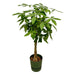 Pachira Aquatica inclusief elho Greenville Round groen - 160cm - Ø30 - 123flora.nl