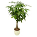 Pachira Aquatica inclusief elho Greenville Round wit - 160cm - Ø30 - 123flora.nl