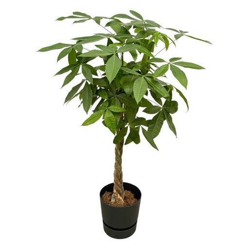 Pachira Aquatica inclusief elho Greenville Round zwart - 160cm - Ø30 - 123flora.nl