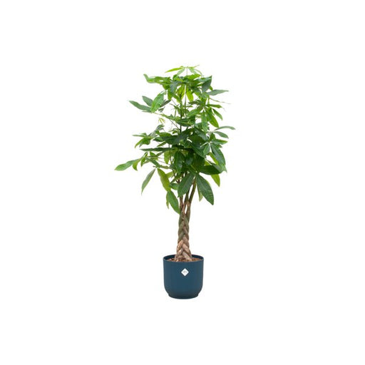 Pachira Aquatica inclusief elho Vibes Fold Round blauw - 160cm - Ø30 - 123flora.nl