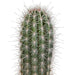 Pachycereus pringlei - 17cm - zonder pot - 123flora.nl