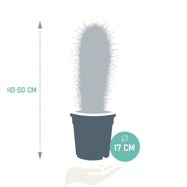 Pachycereus pringlei - 17cm - zonder pot - 123flora.nl