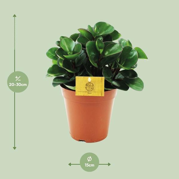 Peperomia Burning Bush - Ø15cm - ↕25cm - 123flora.nl