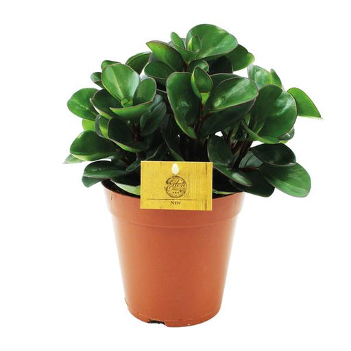 Peperomia Burning Bush - Ø15cm - ↕25cm - 123flora.nl