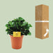 Peperomia Burning Bush - Ø15cm - ↕25cm - 123flora.nl