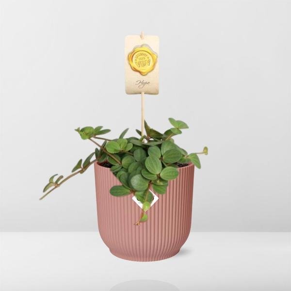 Peperomia ‘Hope’ in ELHO Vibes Fold 14cm roze - 123flora.nl