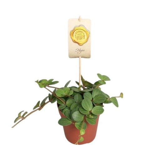 Peperomia Hope - Ø12cm - ↕15cm - 123flora.nl