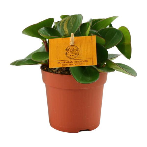 Peperomia Obtipan - Ø11cm - ↕15cm - 123flora.nl