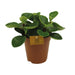 Peperomia Red Canyon - Ø15cm - ↕25cm - 123flora.nl