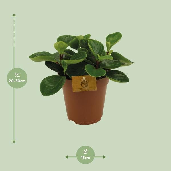 Peperomia Red Canyon - Ø15cm - ↕25cm - 123flora.nl