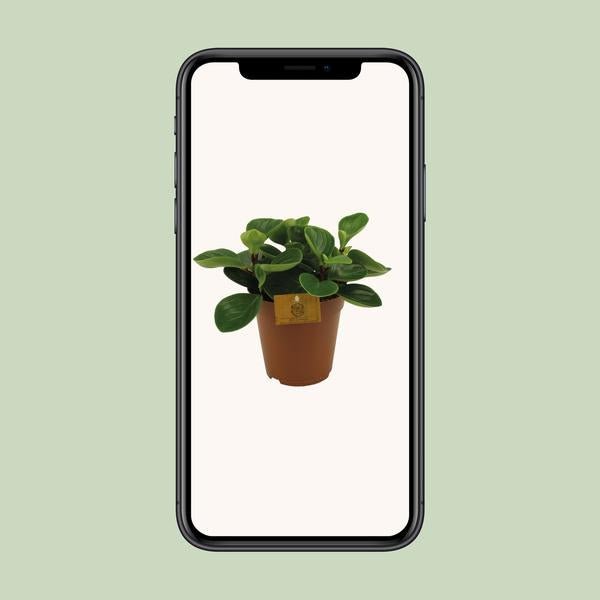 Peperomia Red Canyon - Ø15cm - ↕25cm - 123flora.nl