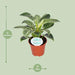 Philodendron Birkin - Ø14cm - ↕25cm - 123flora.nl