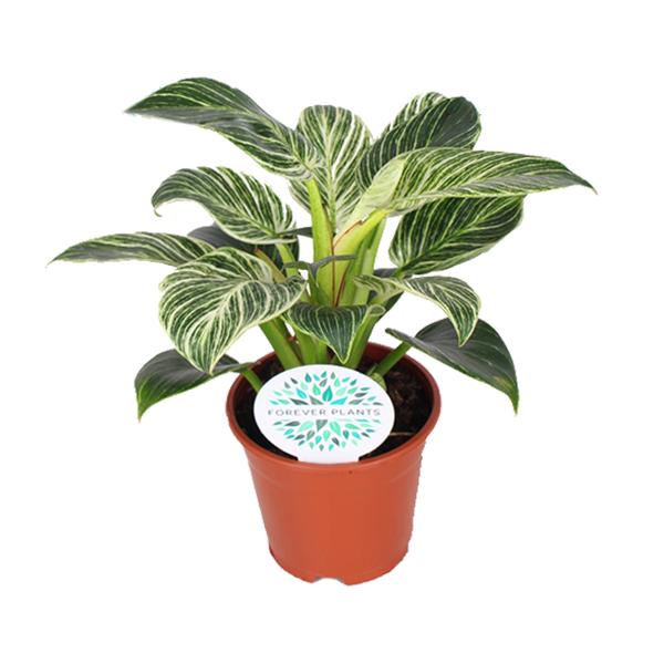 Philodendron Birkin - Ø14cm - ↕25cm - 123flora.nl