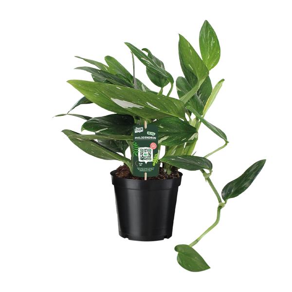 Philodendron Cobra Toef - Ø17 ↕50 - 123flora.nl