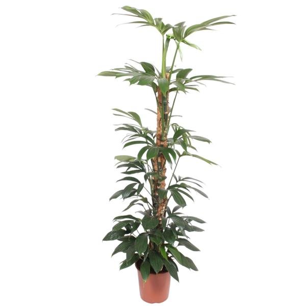 Philodendron Dragon Tail mosstok - 150 cm - ø27 - 123flora.nl