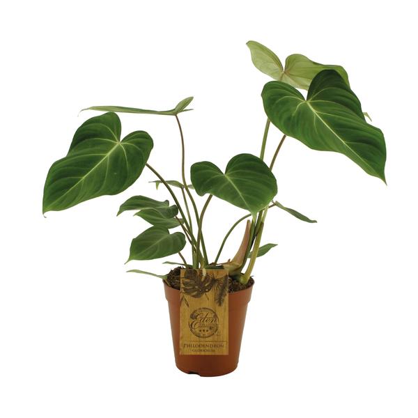 Philodendron Gloriosum - Ø15cm - ↕40cm - 123flora.nl