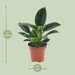 Philodendron Green Princess - Ø12cm - ↕25cm - 123flora.nl