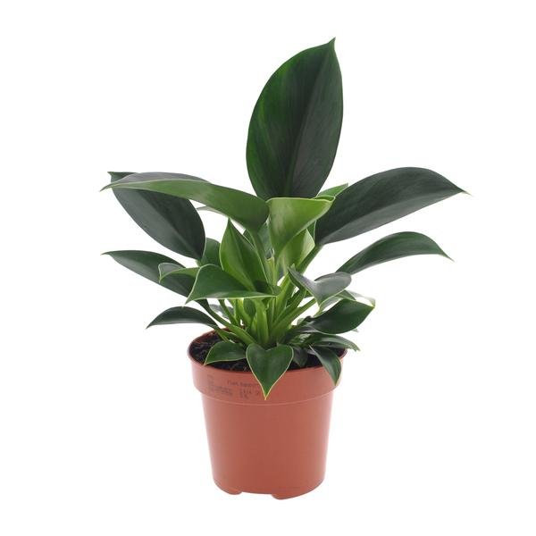 Philodendron Green Princess - Ø12cm - ↕25cm - 123flora.nl