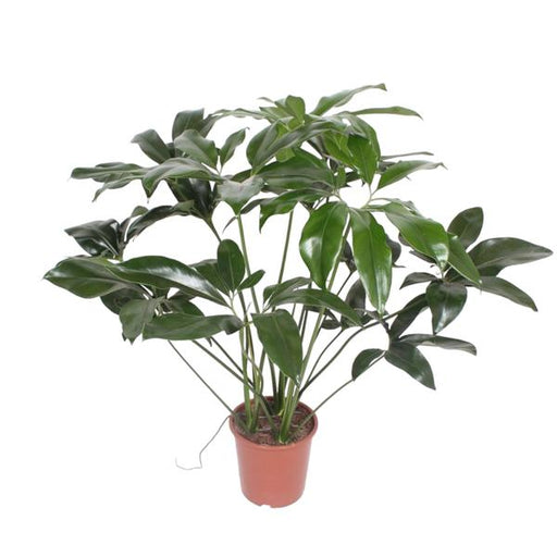 Philodendron Green Wonder - 120 cm - ø27 - 123flora.nl