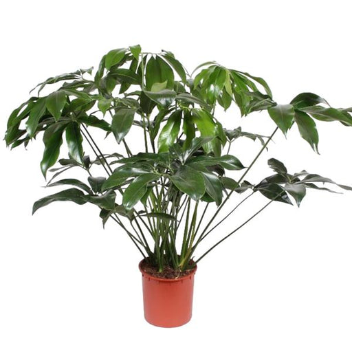 Philodendron Green Wonder - 140 cm - ø34 - 123flora.nl