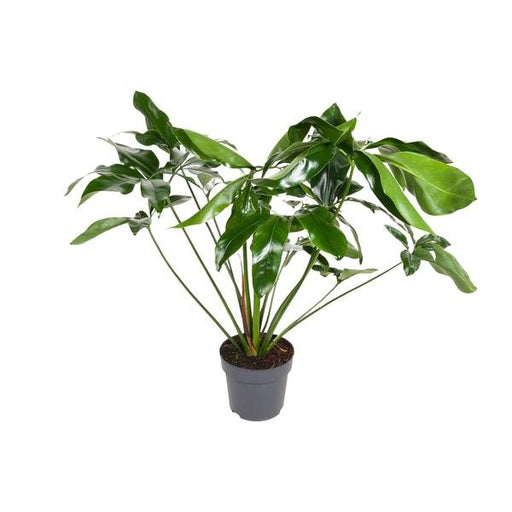 Philodendron Green Wonder - Ø24cm - ↕100cm - 123flora.nl