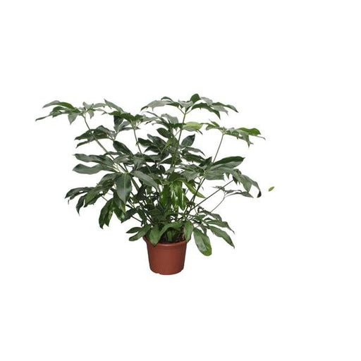 Philodendron Green Wonder XL - 140 cm - ø45 - 123flora.nl