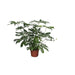 Philodendron Green Wonder XL - 140 cm - ø45 - 123flora.nl