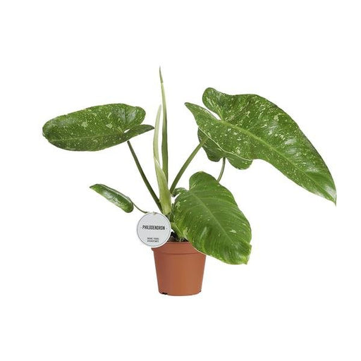 Philodendron Jose Buono - Ø15cm - ↕45cm - 123flora.nl