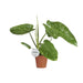 Philodendron Jose Buono - Ø15cm - ↕45cm - 123flora.nl