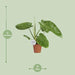 Philodendron Jose Buono - Ø15cm - ↕45cm - 123flora.nl