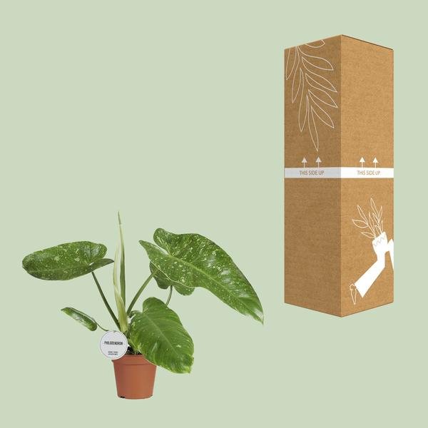 Philodendron Jose Buono - Ø15cm - ↕45cm - 123flora.nl