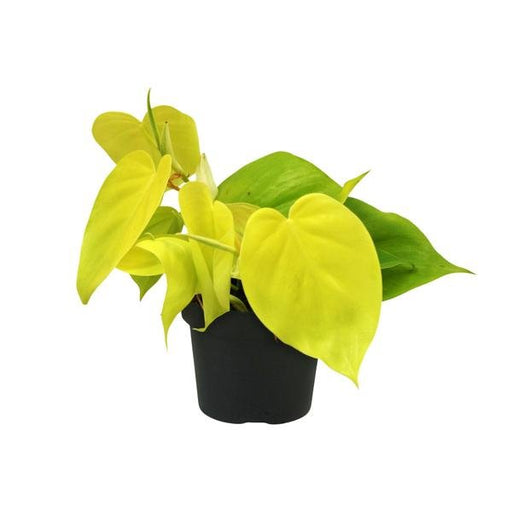 Philodendron Lime - Ø12cm - ↕20cm - 123flora.nl