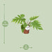 Philodendron Mayoi - Ø15cm - ↕35cm - 123flora.nl