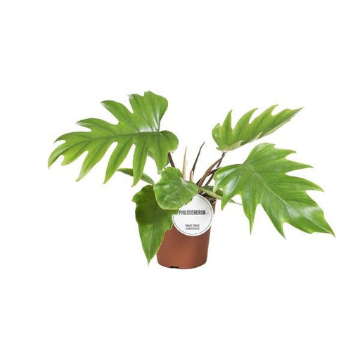 Philodendron Mayoi - Ø15cm - ↕35cm - 123flora.nl