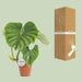 Philodendron Plowmanii - Ø15cm - ↕50cm - 123flora.nl