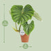 Philodendron Plowmanii - Ø15cm - ↕50cm - 123flora.nl