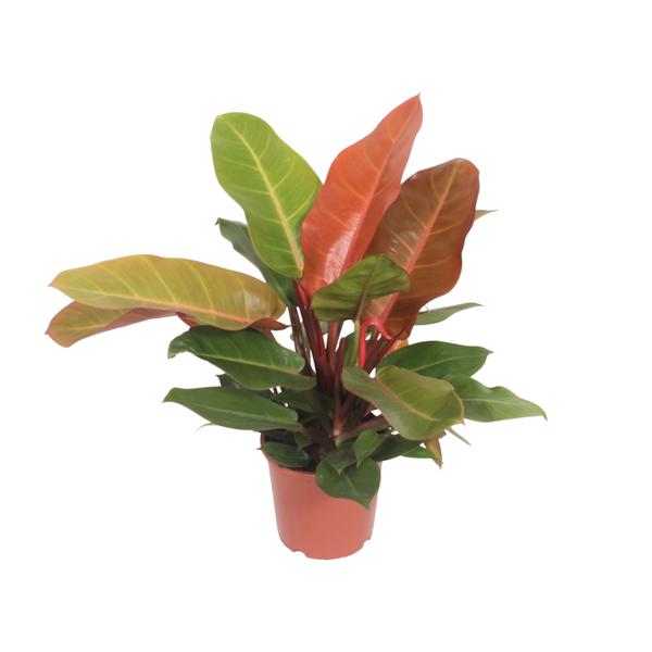 Philodendron Prince of Orange - Ø17cm - ↕45cm - 123flora.nl