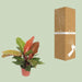 Philodendron Prince of Orange - Ø17cm - ↕45cm - 123flora.nl