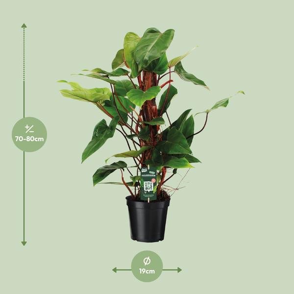 Philodendron Red Emerald - Ø19 ↕80 - 123flora.nl