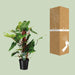 Philodendron Red Emerald - Ø19 ↕80 - 123flora.nl