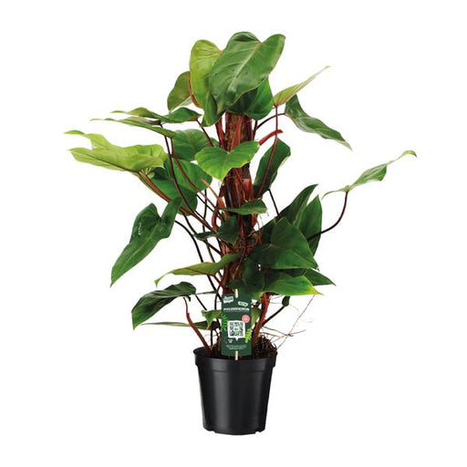 Philodendron Red Emerald - Ø19 ↕80 - 123flora.nl