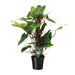 Philodendron Red Emerald - Ø19 ↕80 - 123flora.nl