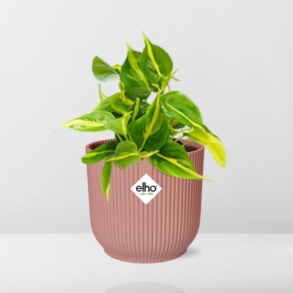 Philodendron Scandens ‘Brasil’ in ELHO Vibes Fold 14cm roze - 123flora.nl