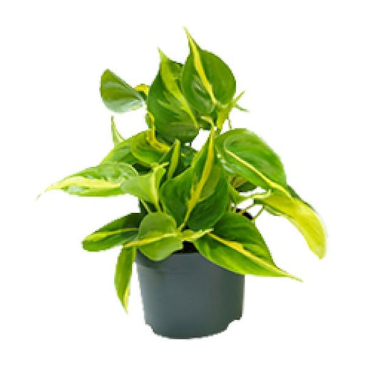 Philodendron Scandens Brasil Ø12cm - ↕15cm - 123flora.nl