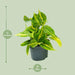 Philodendron Scandens Brasil Ø12cm - ↕15cm - 123flora.nl