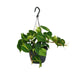 Philodendron Scandens Brasil - Ø15cm - ↕35cm - 123flora.nl